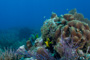 slides/_MG_1082.jpg Coral Sea Fans Rocks, Queen Angel, Rock Beauty _MG_1082