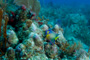 slides/_MG_1097.jpg Coral Sea Fans Rocks, Queen Angel _MG_1097