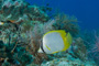 slides/_MG_1107.jpg Butterflyfish, Coral Sea Fans Rocks _MG_1107