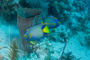 slides/_MG_1112.jpg Coral Sea Fans Rocks, Queen Angel _MG_1112