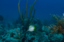 slides/_MG_1336.jpg Butterflyfish, Coral Sea Fans Rocks _MG_1336