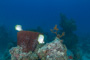 slides/_MG_1355.jpg Butterflyfish, Coral Sea Fans Rocks _MG_1355