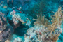 slides/_MG_1363.jpg Butterflyfish, Coral Sea Fans Rocks _MG_1363