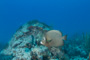 slides/_MG_1383.jpg Coral Sea Fans Rocks, Grey Angel _MG_1383