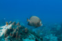 slides/_MG_1387.jpg Coral Sea Fans Rocks, Grey Angel _MG_1387