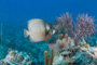 slides/_MG_1399.jpg Coral Sea Fans Rocks, Grey Angel _MG_1399