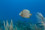 slides/_MG_1404.jpg Coral Sea Fans Rocks, Grey Angel _MG_1404