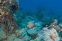 slides/_MG_1406.jpg Coral Sea Fans Rocks, Queen Angel _MG_1406