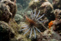 slides/_MG_1481.jpg Coral Sea Fans Rocks, Lionfish _MG_1481