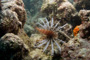 slides/_MG_1483.jpg Coral Sea Fans Rocks, Lionfish _MG_1483