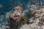 slides/_MG_1513.jpg Coral Sea Fans Rocks, Green Moray _MG_1513