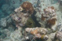 slides/_MG_1523.jpg Coral Sea Fans Rocks, Green Moray _MG_1523