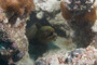 slides/_MG_1526.jpg Coral Sea Fans Rocks, Green Moray _MG_1526