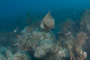 slides/_MG_1573.jpg Coral Sea Fans Rocks, French Angel _MG_1573