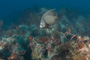 slides/_MG_1577.jpg Coral Sea Fans Rocks, French Angel _MG_1577