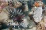 slides/_MG_1613.jpg Coral Sea Fans Rocks, Lionfish _MG_1613