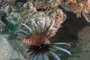 slides/_MG_1623.jpg Coral Sea Fans Rocks, Lionfish _MG_1623