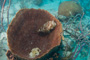 slides/_MG_1635.jpg Coral Sea Fans Rocks, Puffer _MG_1635