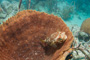 slides/_MG_1636.jpg Coral Sea Fans Rocks, Puffer _MG_1636