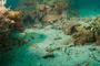 slides/_MG_3197.jpg Coral Sea Fans Rocks, Hogfish _MG_3197