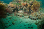 slides/_MG_3198.jpg Coral Sea Fans Rocks, Grouper _MG_3198