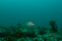 slides/_MG_3265.jpg Coral Sea Fans Rocks, Hogfish, Sheepshead _MG_3265