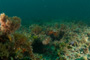 slides/_MG_3268.jpg Coral Sea Fans Rocks, Grouper _MG_3268