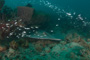 slides/_MG_3363.jpg Coral Sea Fans Rocks, Ray _MG_3363