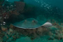 slides/_MG_3364.jpg Coral Sea Fans Rocks, Ray _MG_3364