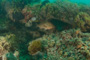 slides/_MG_3428.jpg Coral Sea Fans Rocks, Grouper _MG_3428