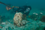 slides/_MG_3438.jpg Coral Sea Fans Rocks, David, Trunkfish _MG_3438