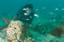 slides/_MG_3441.jpg Coral Sea Fans Rocks, David, Trunkfish _MG_3441