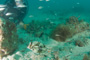 slides/_MG_3442.jpg Coral Sea Fans Rocks, David, Trunkfish _MG_3442