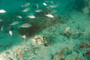 slides/_MG_3444.jpg Coral Sea Fans Rocks, Trunkfish _MG_3444