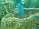 slides/CRW_8312.jpg Blue Angelfish, Coral Sea Fans Rocks CRW_8312