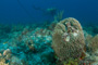 slides/_MG_3801.jpg Coral Sea Fans Rocks, David _MG_3801