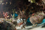 slides/_MG_3828.jpg Coral Sea Fans Rocks, Lionfish _MG_3828