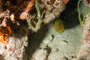 slides/_MG_3857.jpg Coral Sea Fans Rocks, Green Moray _MG_3857