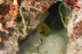 slides/_MG_3874.jpg Coral Sea Fans Rocks, Green Moray _MG_3874