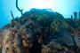 slides/_MG_3889.jpg Coral Sea Fans Rocks, Lionfish _MG_3889