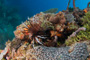 slides/_MG_3895.jpg Coral Sea Fans Rocks, Lionfish _MG_3895