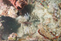 slides/_MG_3937.jpg Coral Sea Fans Rocks, Lionfish _MG_3937