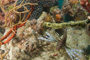 slides/_MG_3939.jpg Coral Sea Fans Rocks, Lionfish _MG_3939