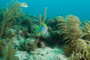 slides/_MG_4056.jpg Butterflyfish, Coral Sea Fans Rocks _MG_4056