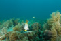 slides/_MG_4062.jpg Butterflyfish, Coral Sea Fans Rocks _MG_4062