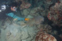 slides/_MG_4193.jpg Coral Sea Fans Rocks, David, Nurse Shark _MG_4193