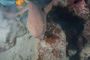 slides/_MG_4194.jpg Coral Sea Fans Rocks, David, Nurse Shark _MG_4194