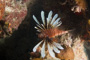 slides/_MG_4202.jpg Coral Sea Fans Rocks, Lionfish _MG_4202