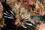slides/_MG_4203.jpg Coral Sea Fans Rocks, Lionfish _MG_4203