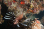 slides/_MG_4205.jpg Coral Sea Fans Rocks, Lionfish _MG_4205